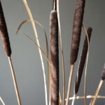 TYPHA 285.04.ON - Slika 2